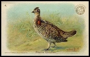 4 Prairie Chicken